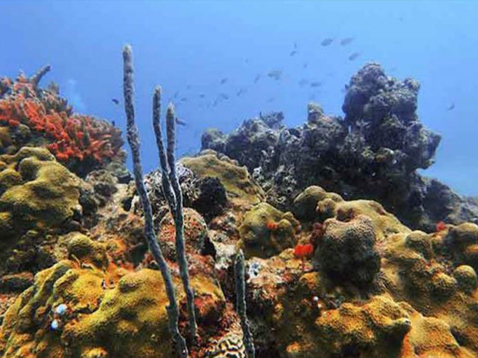 Descubren cinco arrecifes en el Golfo